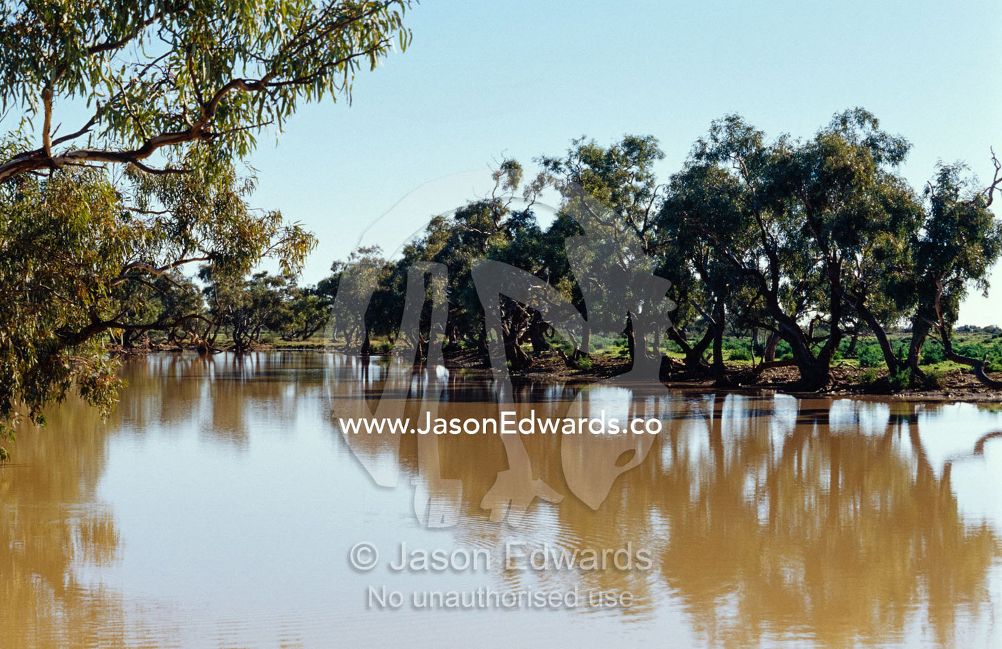 Desert rains form a serene waterhole lagoon surrounded by Gum trees. Mt. Sarah Station, South Australia.
