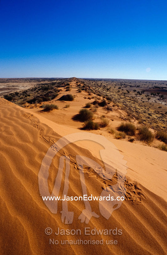 Animal tracks and rippled wind patterns on a parallel sand dune crest. Simpson Desert Regional Reserve, South Australia.