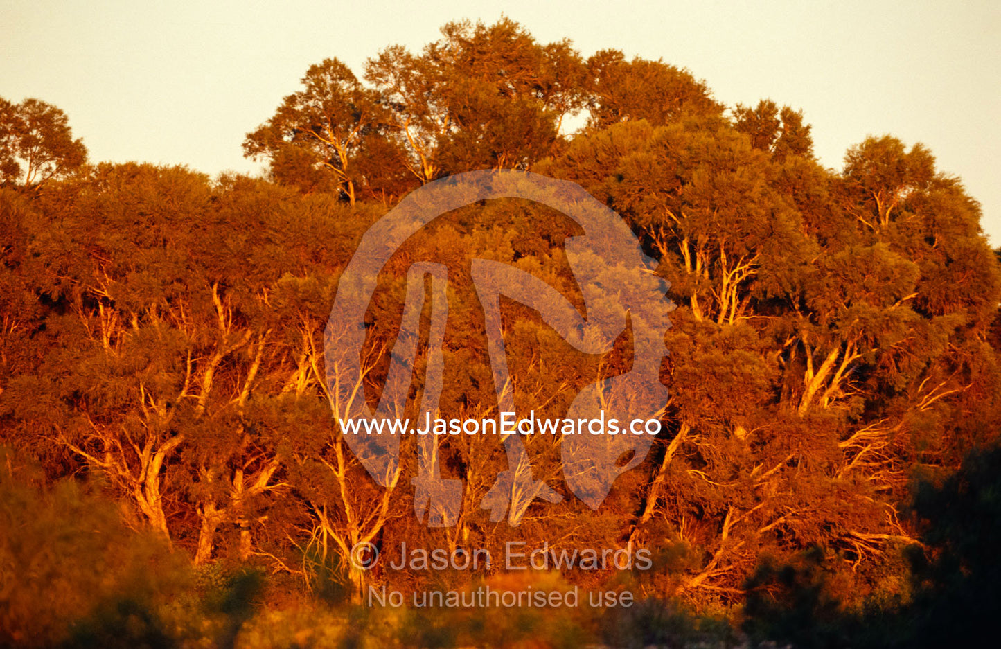 Eucalypt Gum trees highlighted by a blazing desert dawn. Dalhousie Springs, Simpson Desert, Witjira National Park, South Australia.