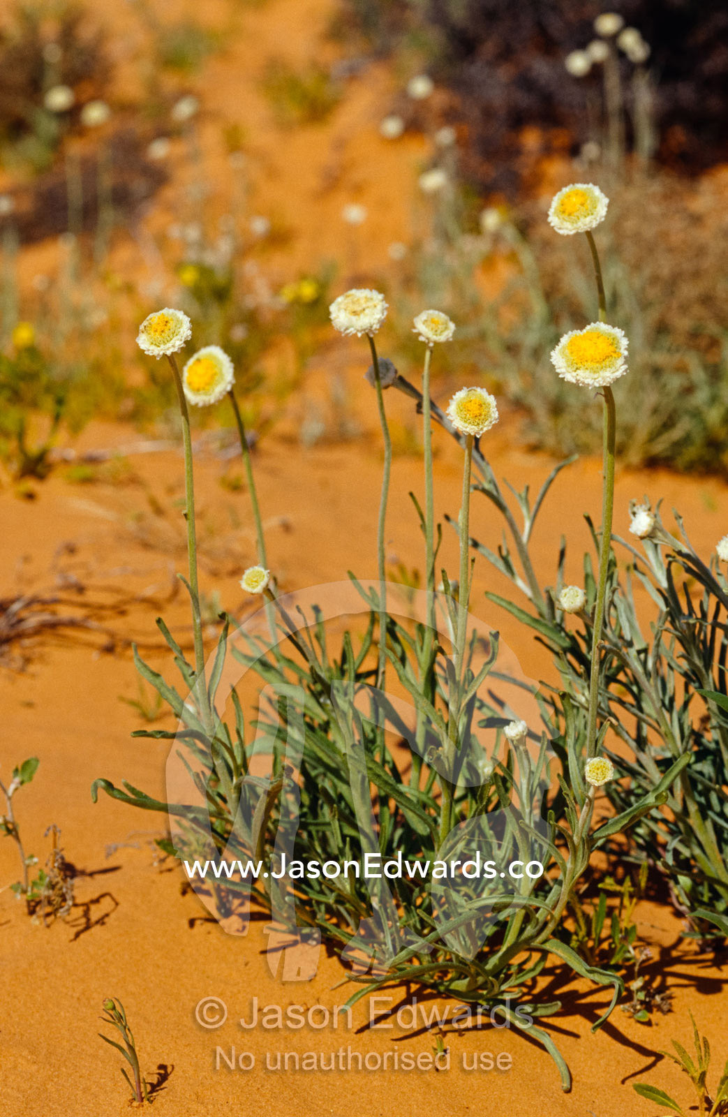 The Poached Egg Daisy emerges from red desert sands. Simpson Desert Conservation Park, South Australia.
