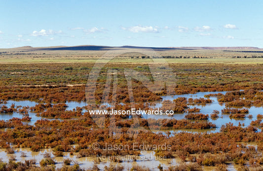 A Salt Bush plain covered in flood waters from desert rainstorms. Simpson Desert, South Australia, Witjira National Park.