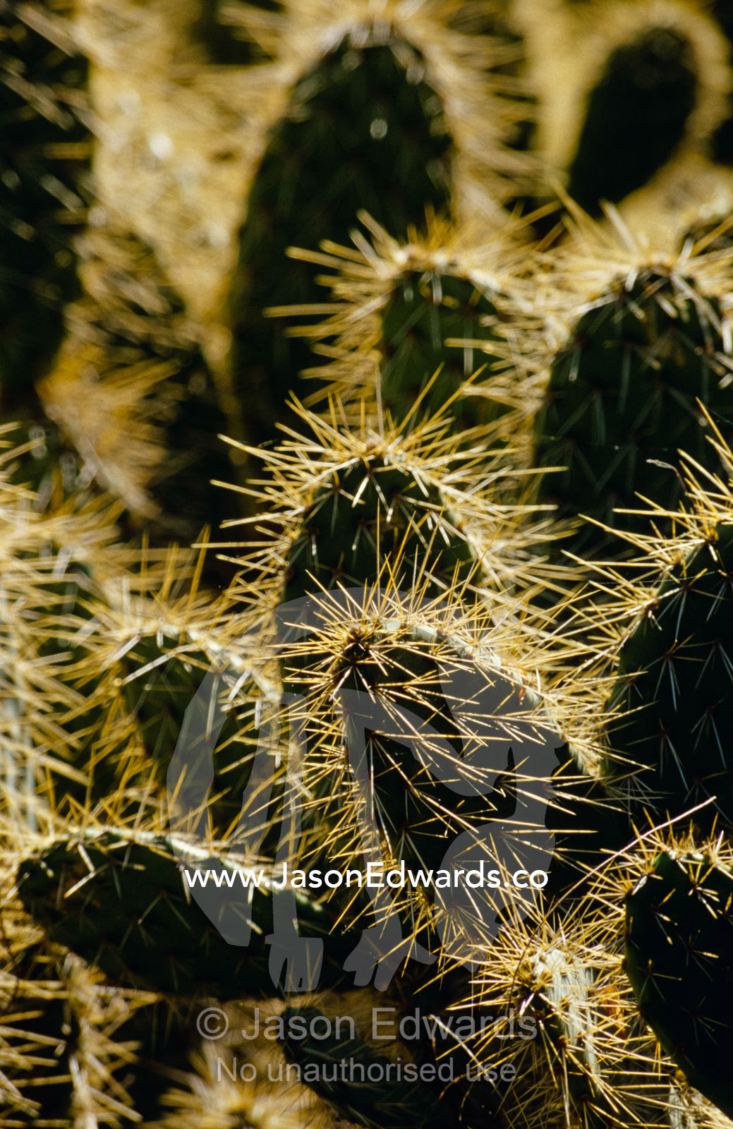 Dangerous and painful Prickly Pear Cactus spines backlit by the sun. Melbourne Zoo, Victoria, Australia.
