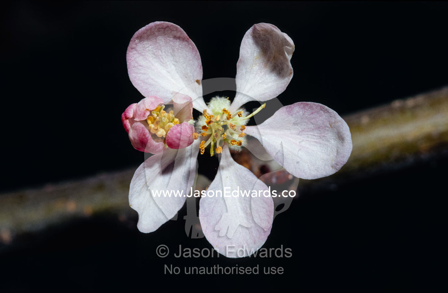 The dainty pale pink blossom flower of a Royal Gala apple tree. North Carlton, Victoria, Australia.