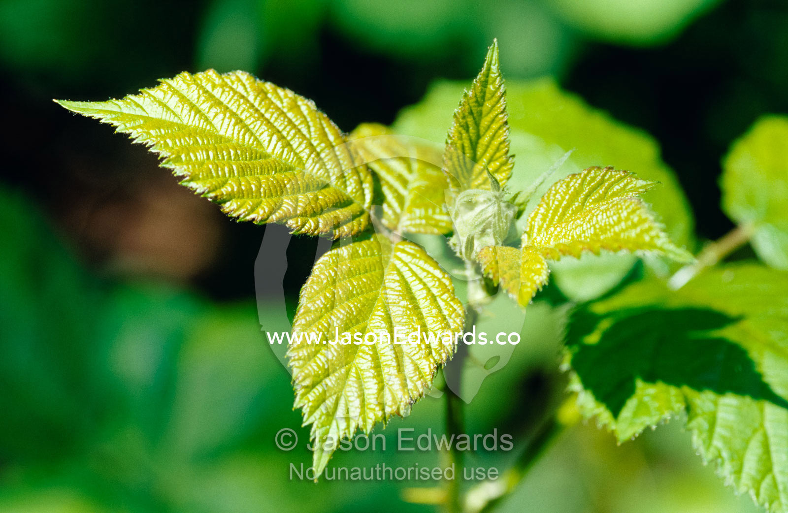 Introduced by the English the feral prickly Blackberry leaves and bud. Jamieson, Victoria, Australia.