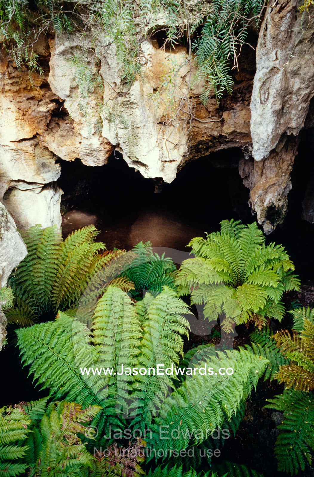 Ferns growing in the gaping mouth of a limestone cave. Naracoorte Caves, South Australia.