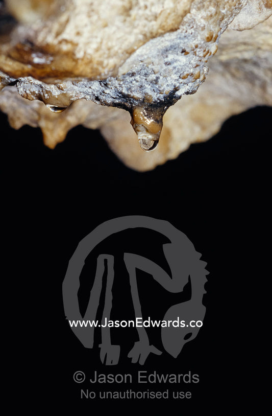 A water drop seeps from a stalagtite calcite deposit on a cave roof. Naracoorte Caves, South Australia.