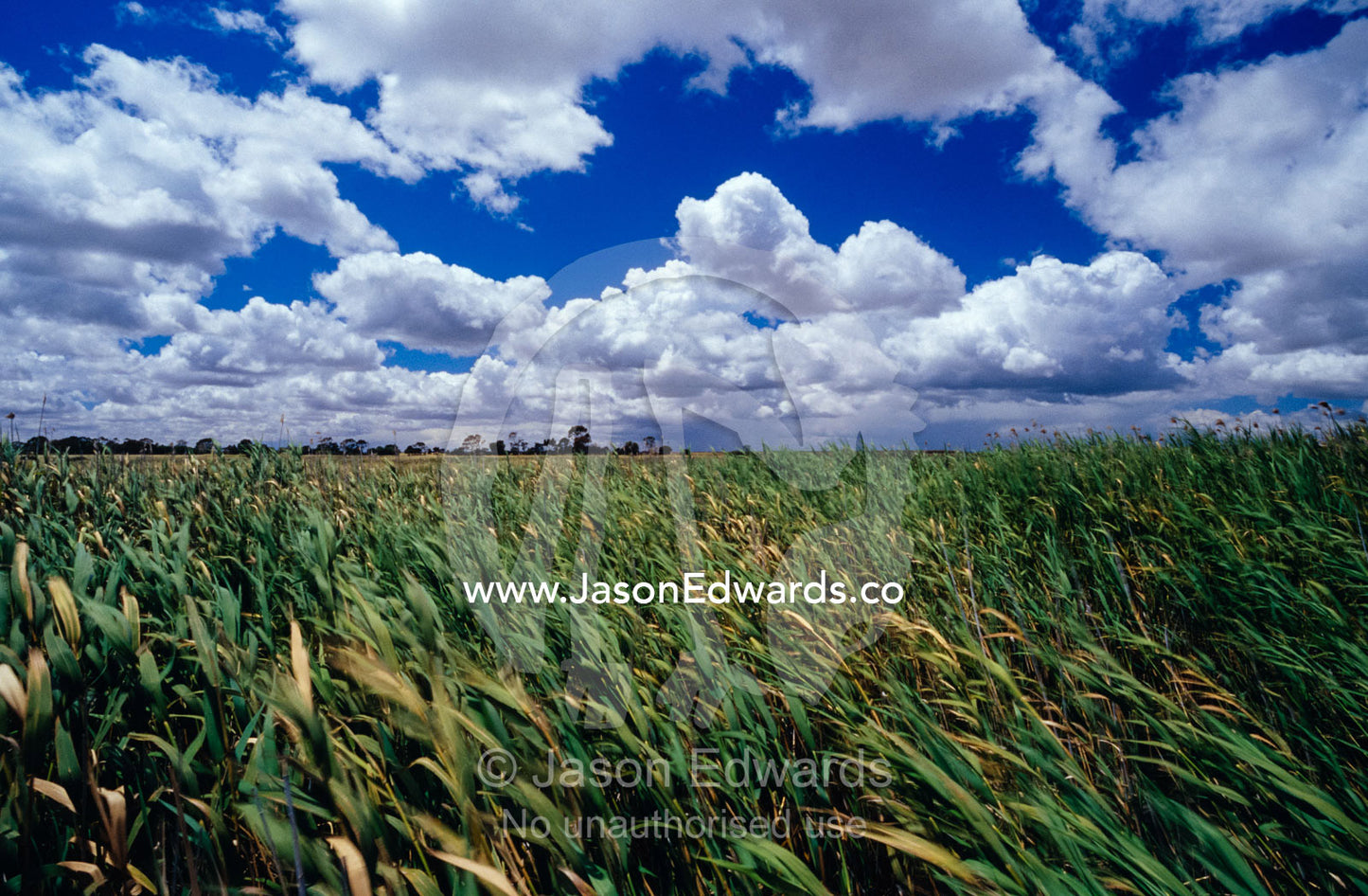 A wetland lagoon of Reed Bed Rushes blowing in the wind. Bool Lagoon, South Australia.