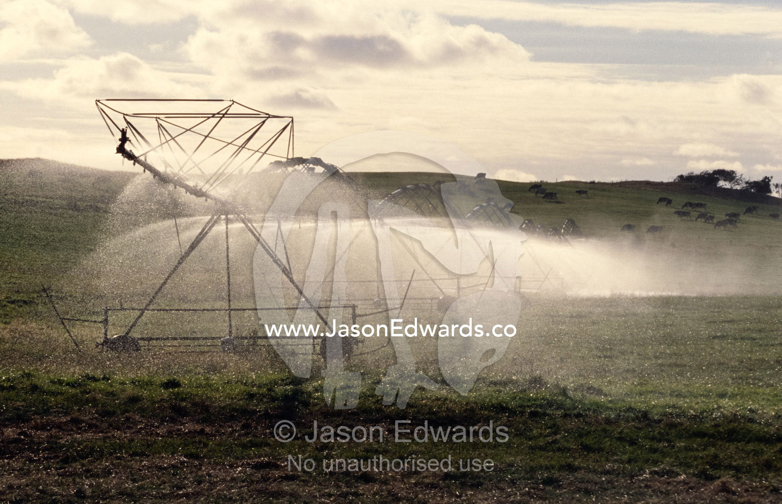 An irrigation sprinkler waters an agricultural crop. Near Meringie, South Australia.