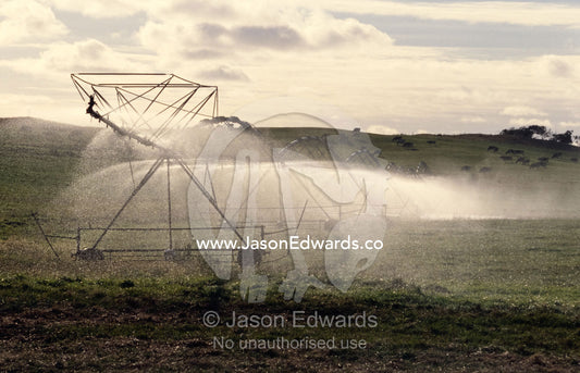 An irrigation sprinkler waters an agricultural crop. Near Meringie, South Australia.