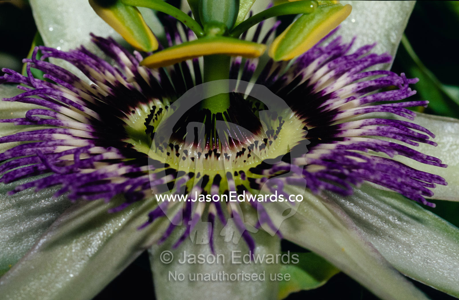 The vivid purple and intricate patterning of a Passionfruit flower. North Carlton, Victoria, Australia.