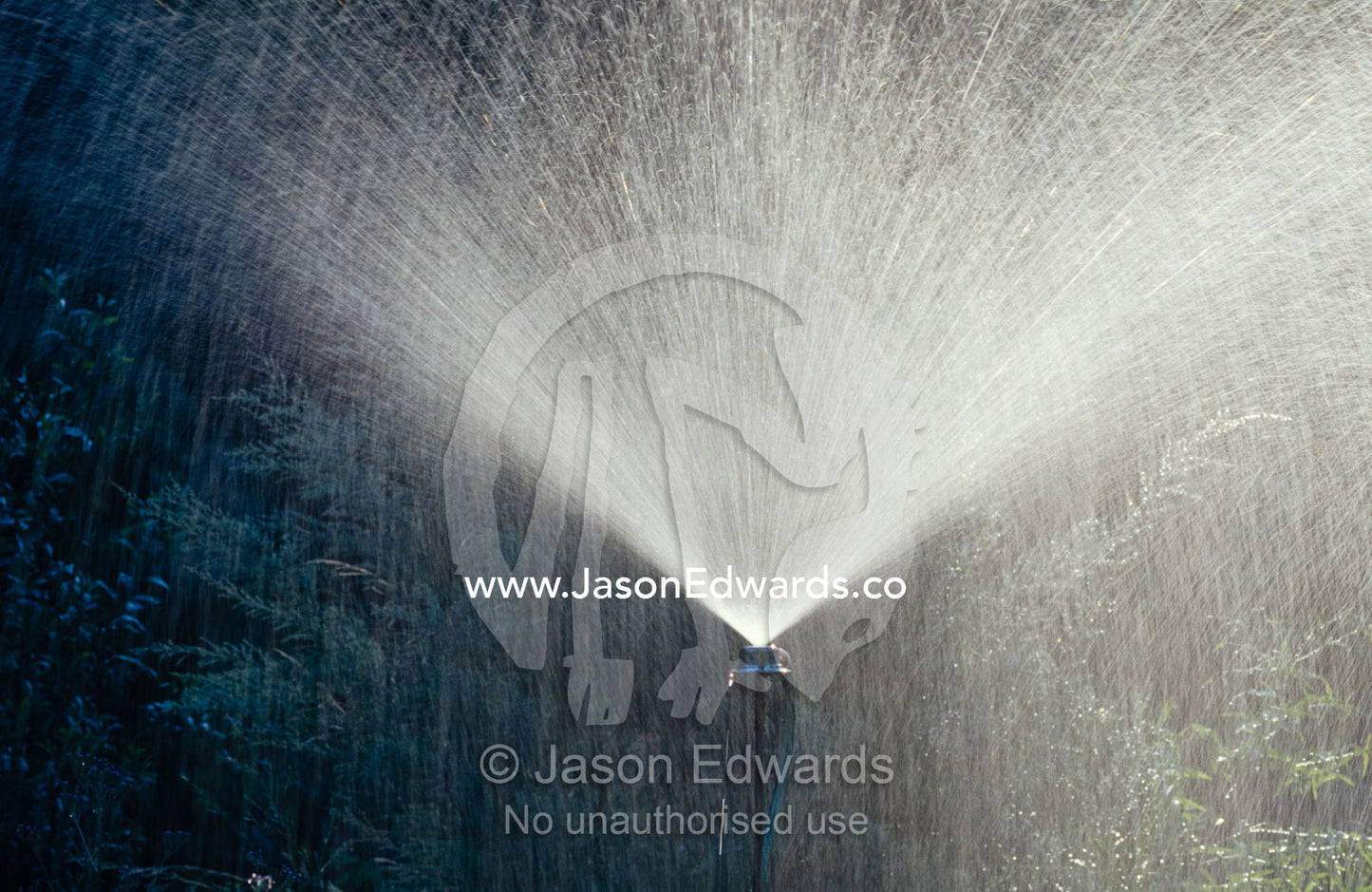 A garden sprinkler sprays water droplets into the sunlight. Jamieson, Victoria, Australia.