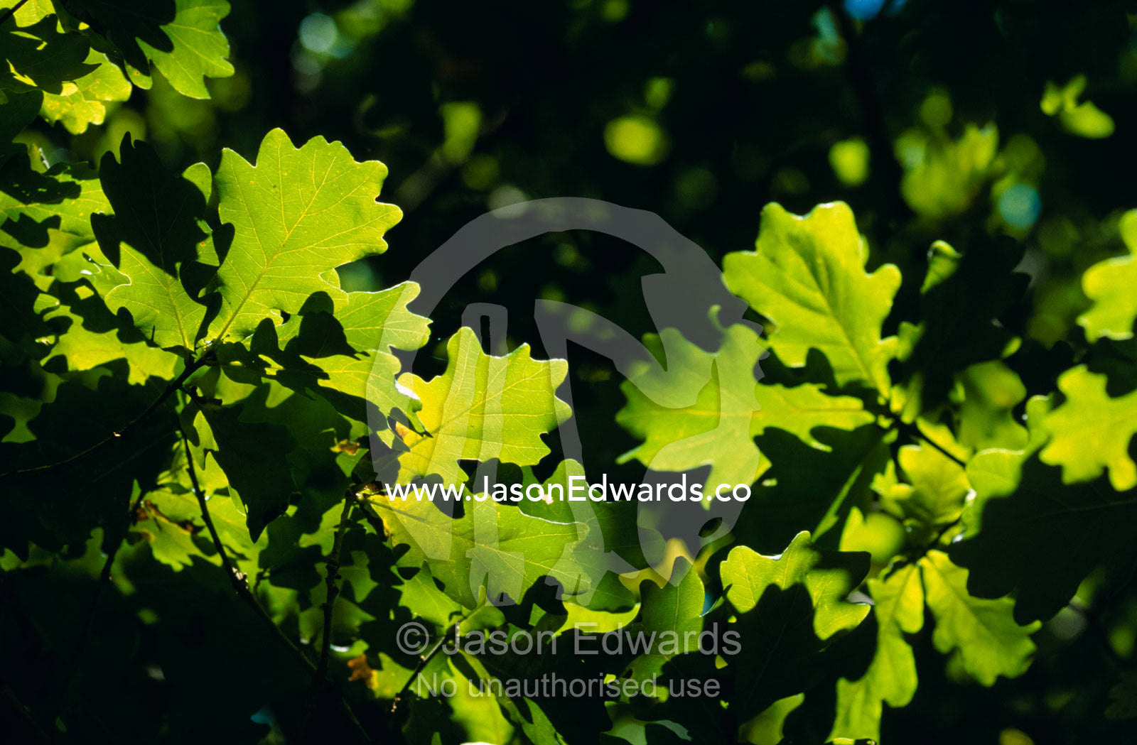 Dappled sunlight shining through the canopy of an old Oak Tree. Jamieson, Victoria, Australia.