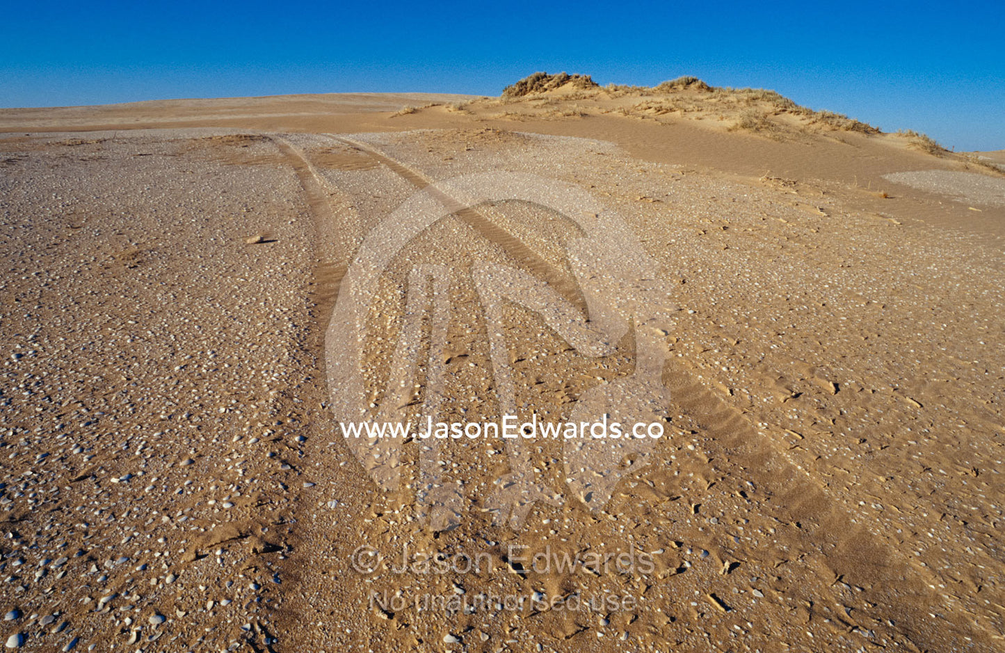 Vehicle tracks damage the petrified fossilised plants on the dunes. Coorong National Park, South Australia.