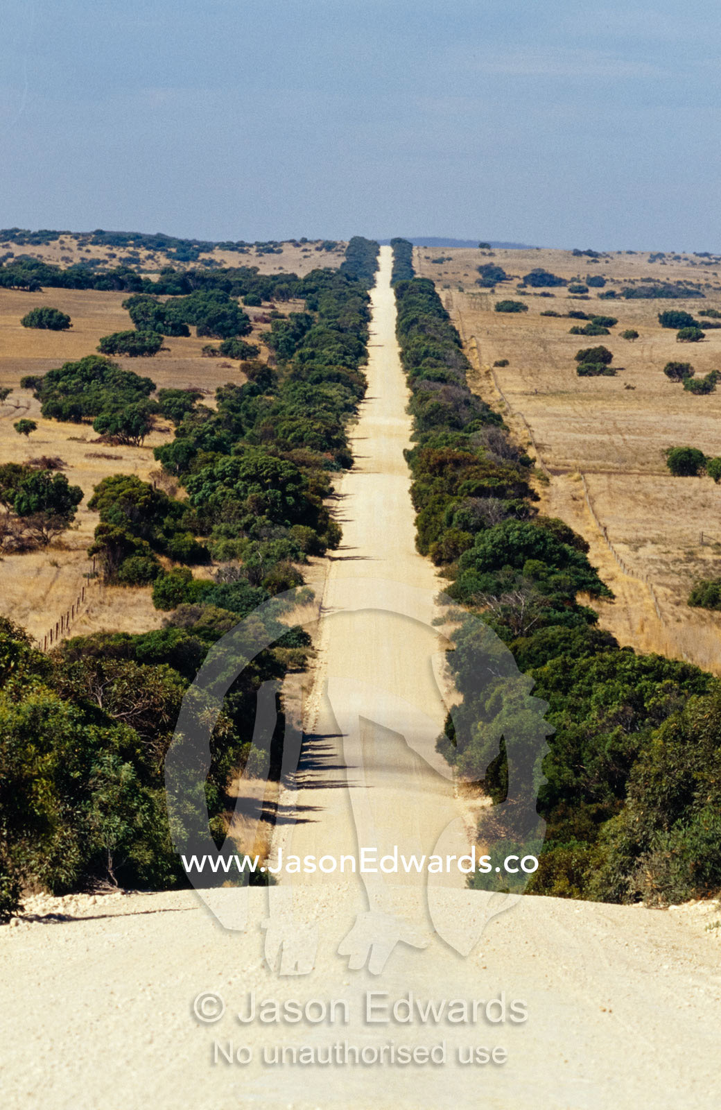 A tree lined straight dirt road running through farmland. Coorong National Park, South Australia.