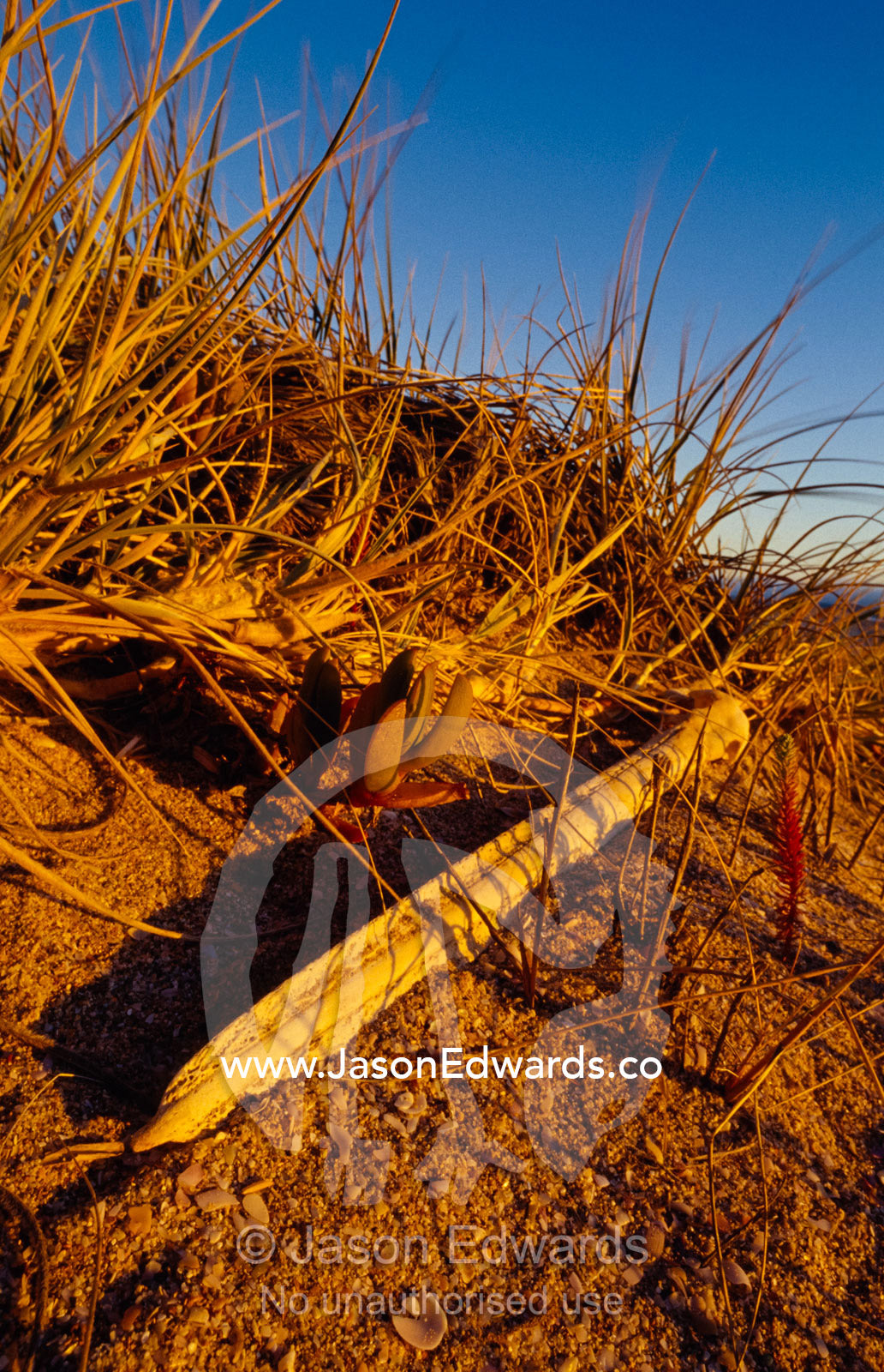 A bleached Pelican skull, bill and bone on a sand dune at sunset. Coorong National Park, The Hummocks, Younghusband Penninsula, South Australia.