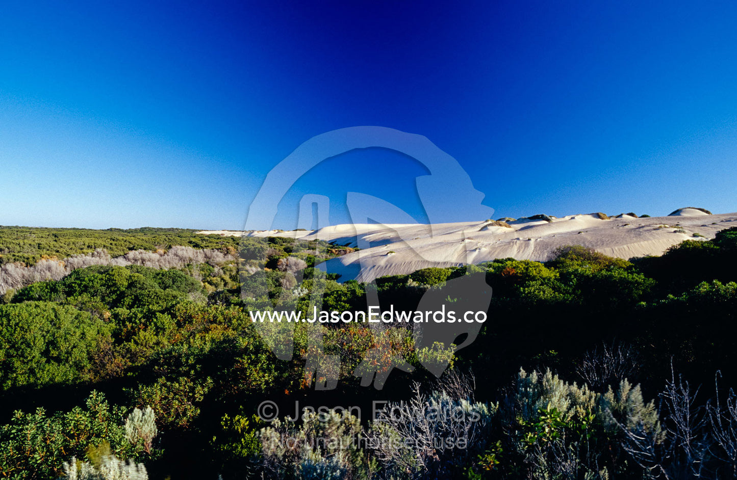 Coastal Tea Tree shrubs and white sand dunes against a vast blue sky. Coorong National Park, Younghusband Penninsula, South Australia.