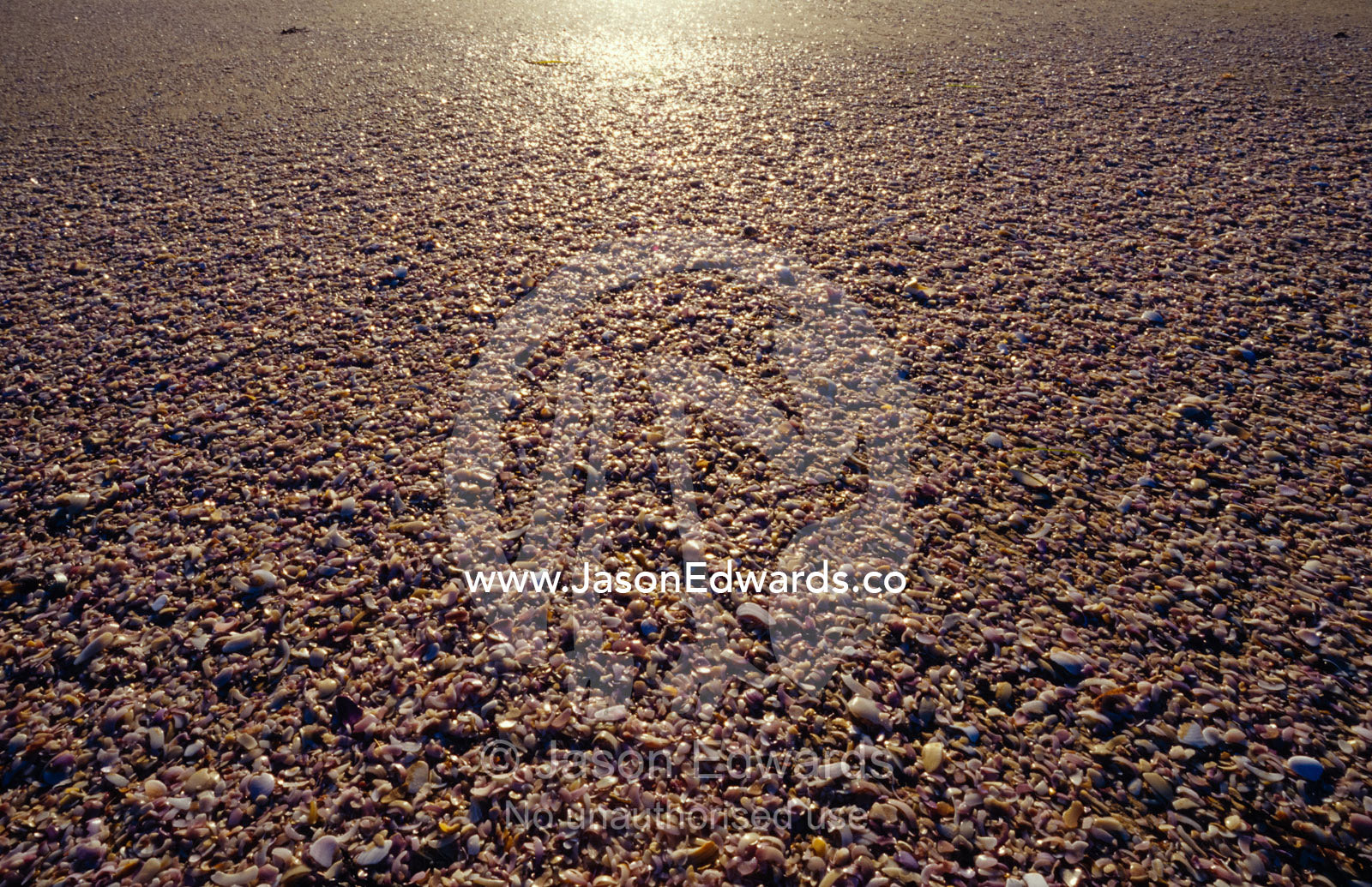A vast beach of broken shells eroding into the sand reflects the sun. Coorong National Park, Younghusband Penninsula, South Australia.