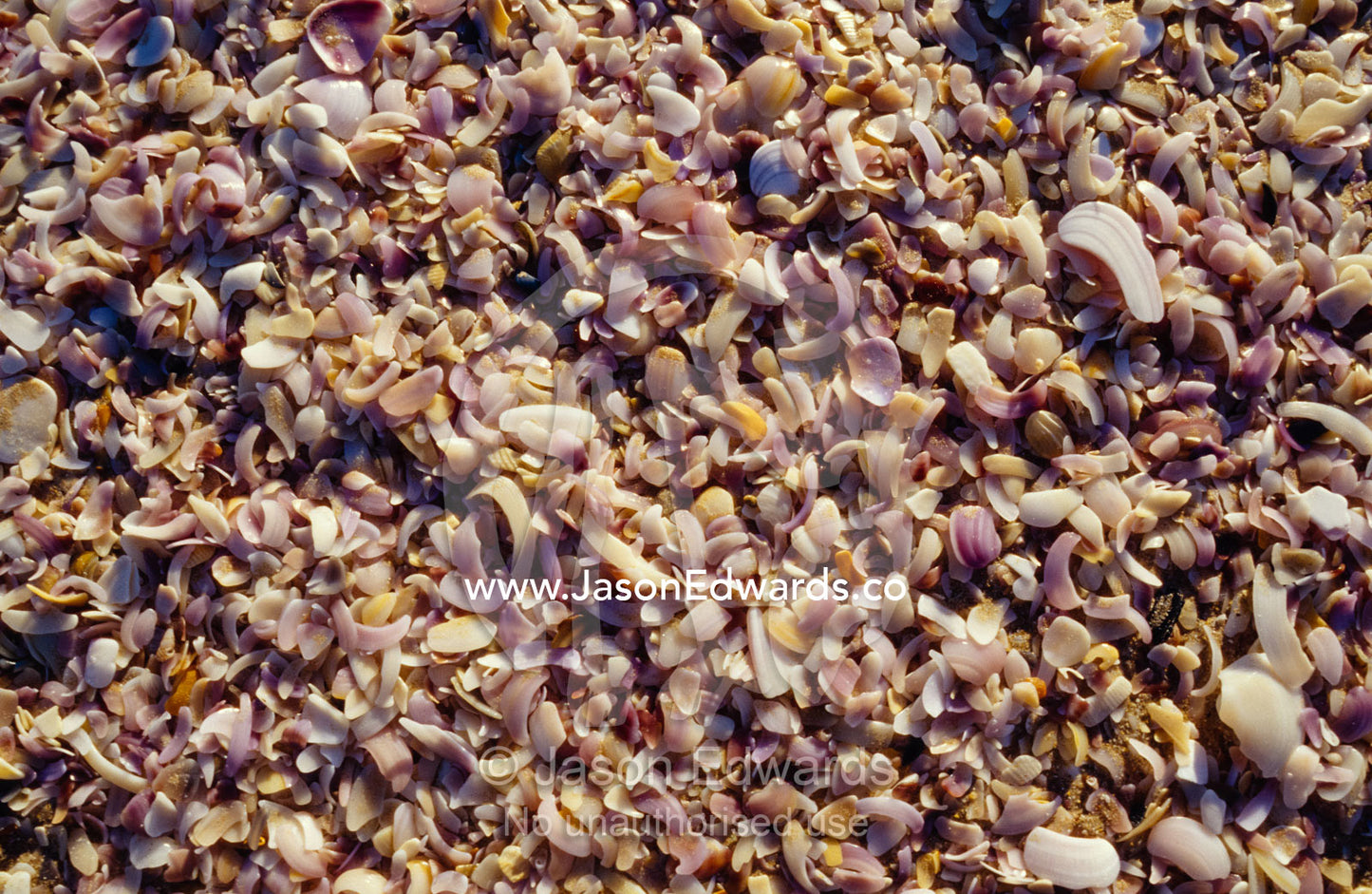 A myriad of pastel pinks and purples of broken shells on a sand beach. Coorong National Park, Younghusband Penninsula, South Australia.