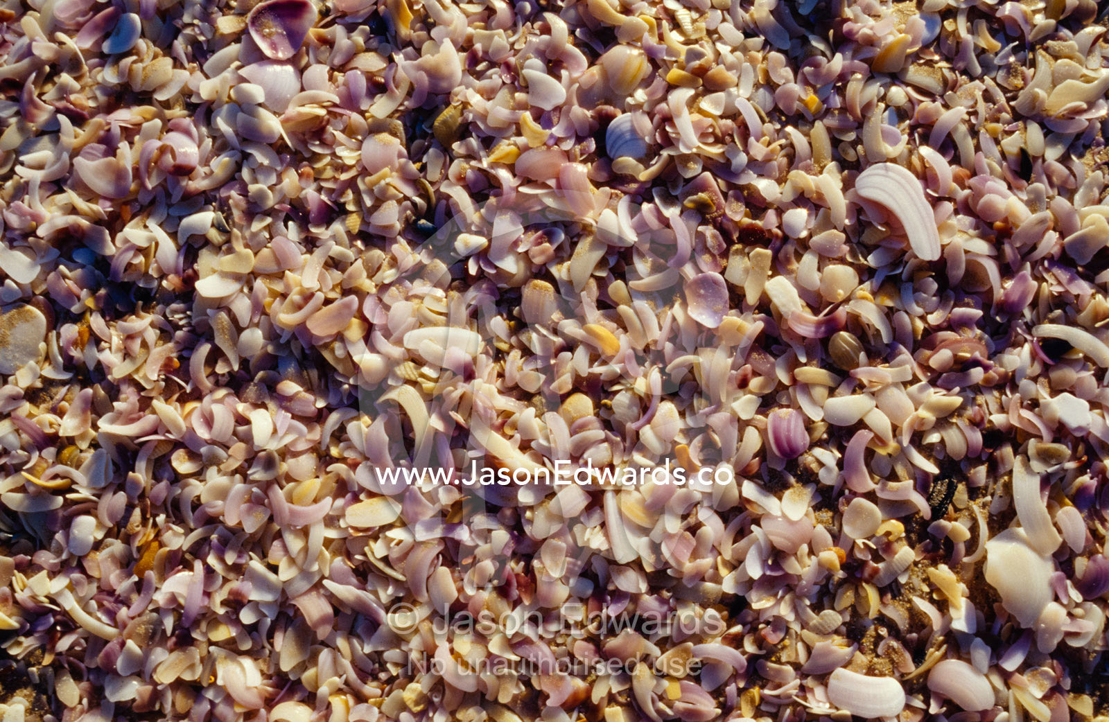 A myriad of pastel pinks and purples of broken shells on a sand beach. Coorong National Park, Younghusband Penninsula, South Australia.