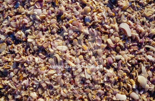 A myriad of pastel pinks and purples of broken shells on a sand beach. Coorong National Park, Younghusband Penninsula, South Australia.