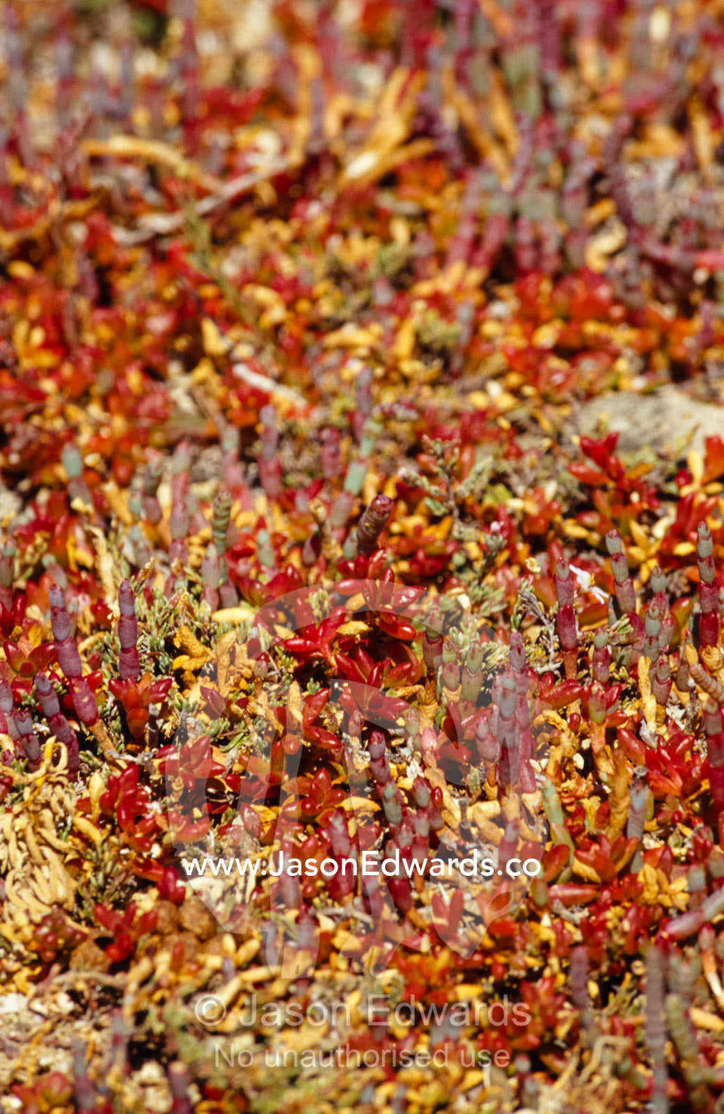 A myriad of bright red and orange Sarcocornia Glass Wort succulents. Coorong National Park, South Australia.