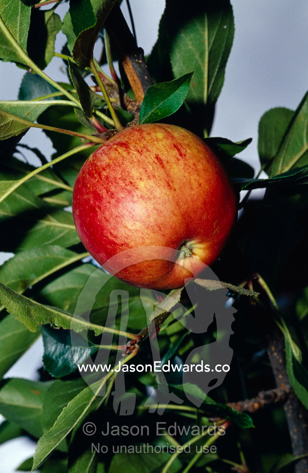 A Royal Gala red apple growing on a tree branch. North Carlton, Victoria, Australia.