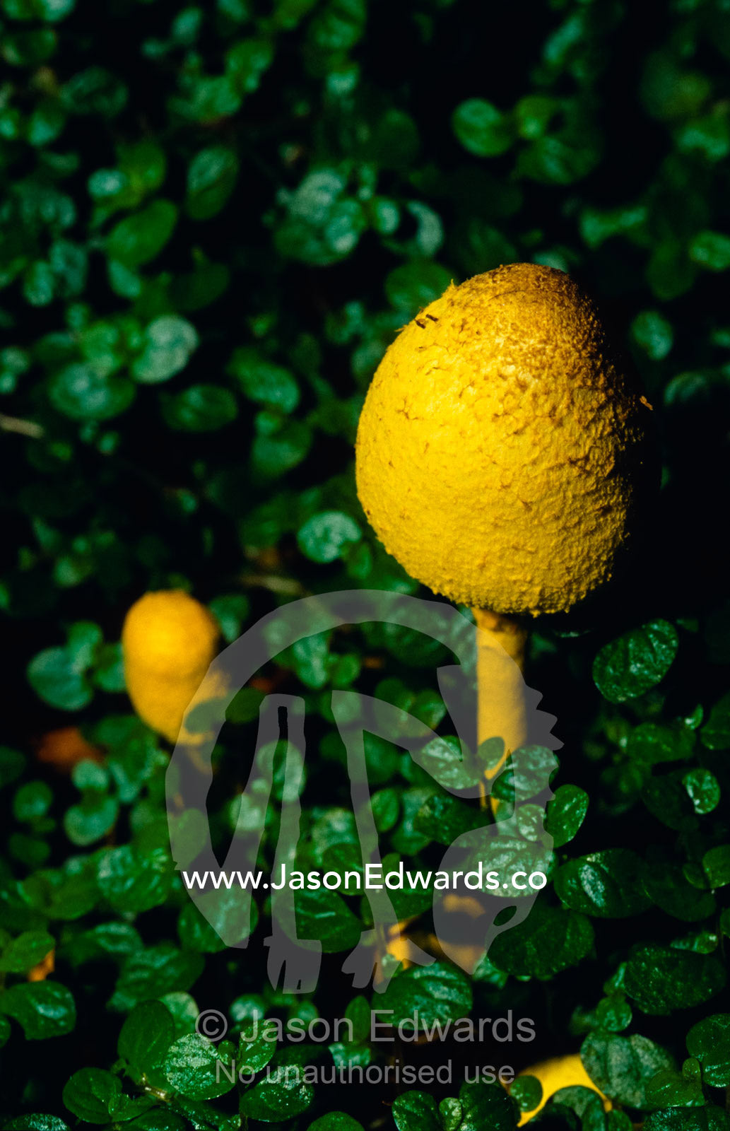 Yellow Fungi growing through deep green Baby Tears ground cover. North Carlton, Victoria, Australia.