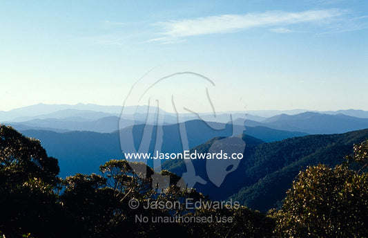 Mountains and valleys covered in Alpine Ash eucalypt tree forest. Mount Buffalo Plateau, Alpine National Park, Victoria, Australia.