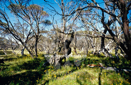 An Alpine meadow and stand of Snow Gum Eucalypt trees. Alpine National Park, JB Plain, Victoria, Australia.