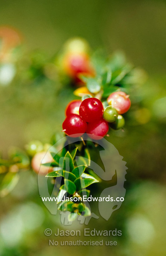 A bright red berry shines from an alpine shrub on a summers day. Alpine National Park, Victoria Australia