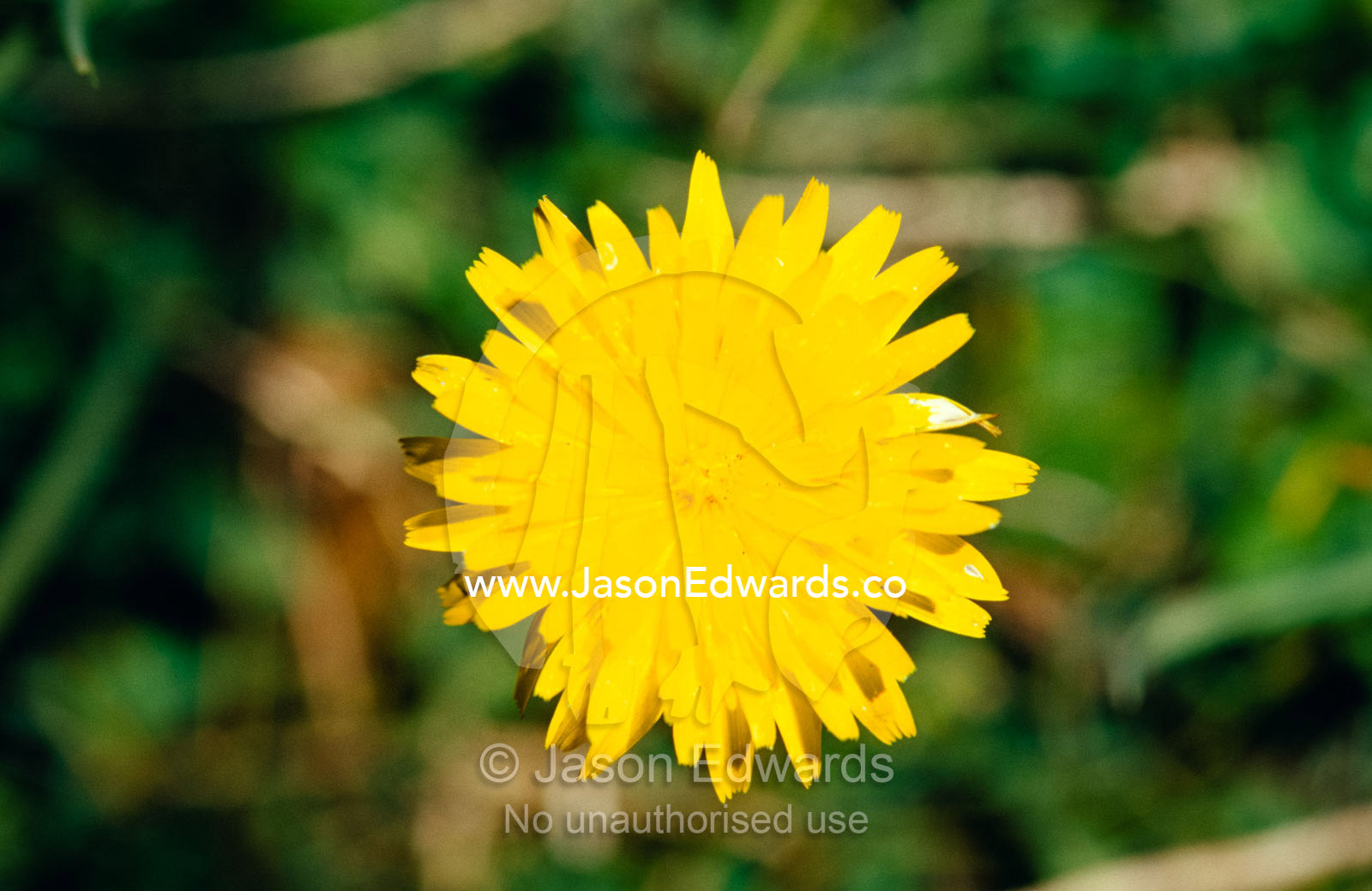 A bright yellow Alpine wildflower shows it's petals to the sun. Alpine National Park, Victoria, Australia.
