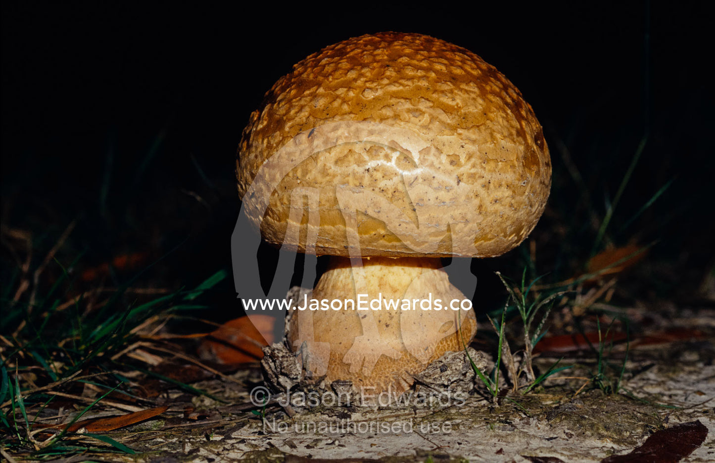 Fungi erupting through the soil of a wetland forest floor. Yellingbo Nature Conservation Park, Victoria, Australia.