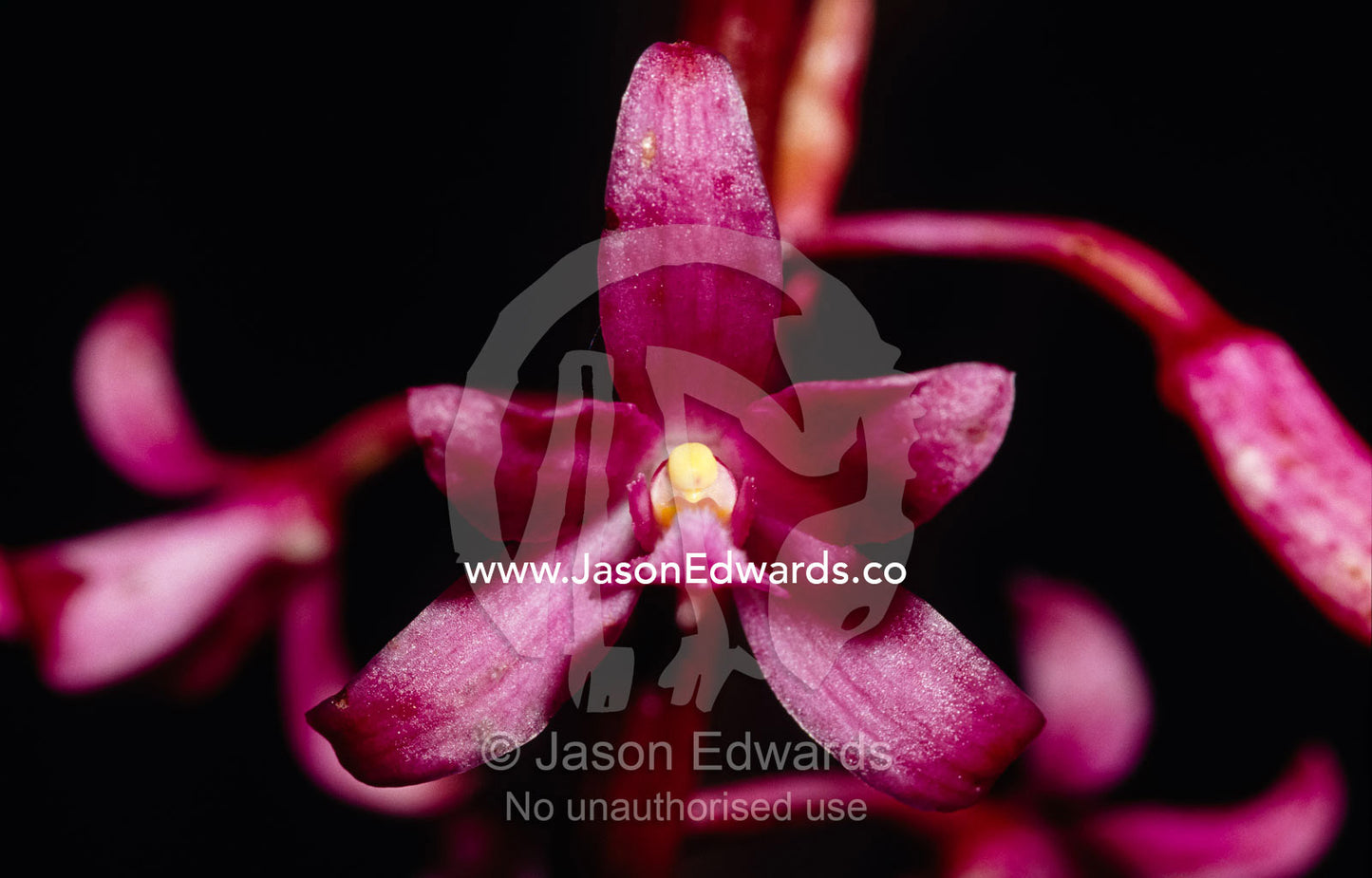 The deep pink petals of the wildflower native Hyacinth Orchid. Yellingbo Nature Conservation Park, Victoria, Australia.