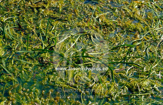 A marsh swamp covered in Milfoil and  Water Ribbons. Melbourne Sanctuary Project, Latrobe University, Victoria, Australia.