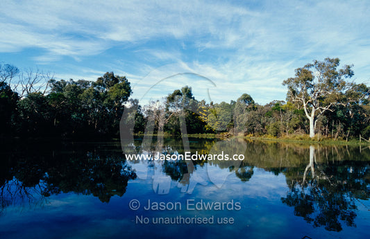 A River Red Gum Eucalypt tree reflecting into a wetland pool. Melbourne Sanctuary Project, Latrobe University, Victoria, Australia.