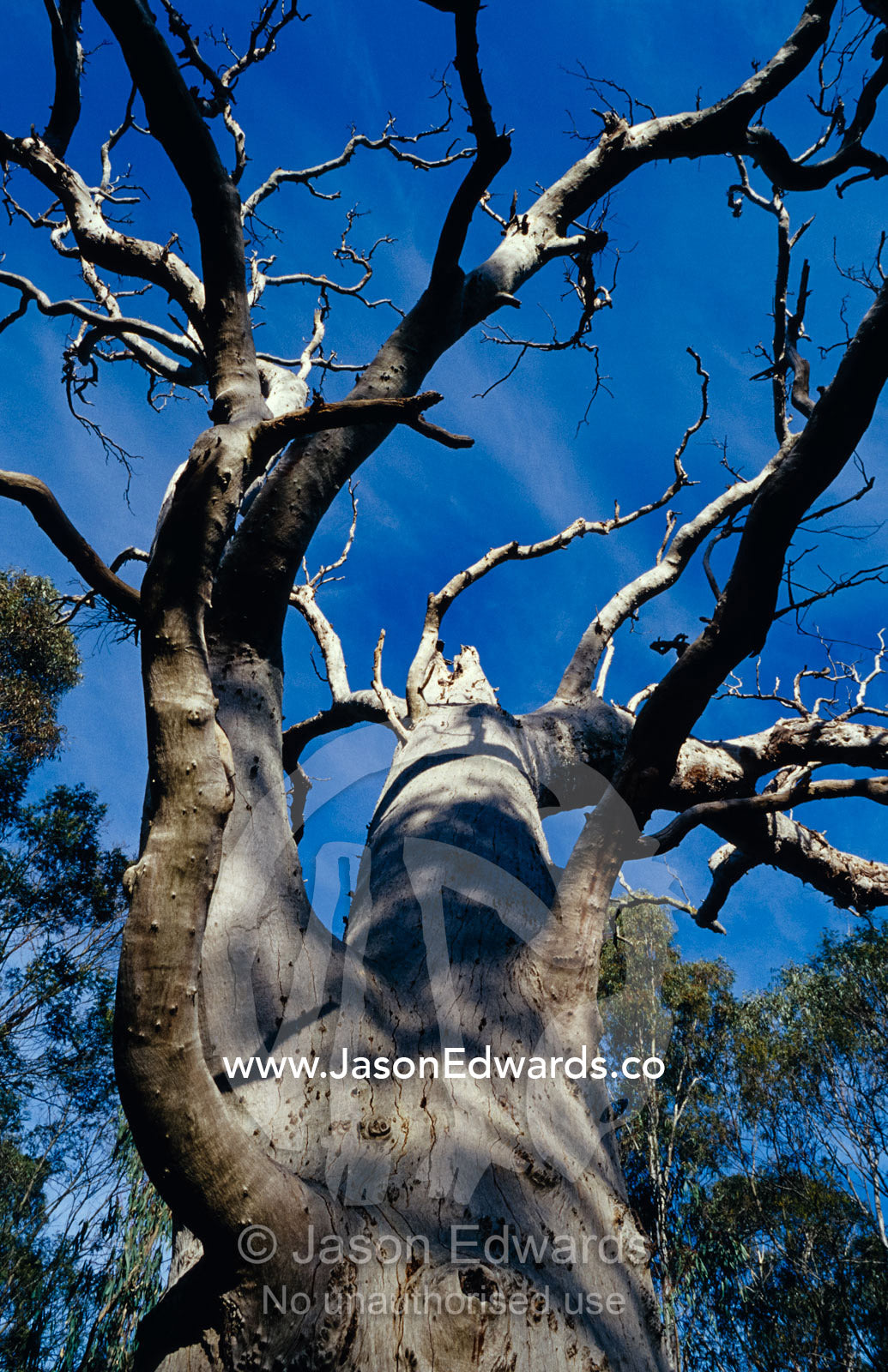 The knarled branches of a dead stag Red River Gum Eucalypt tree. Melbourne Sanctuary Project, Latrobe University, Victoria, Australia.