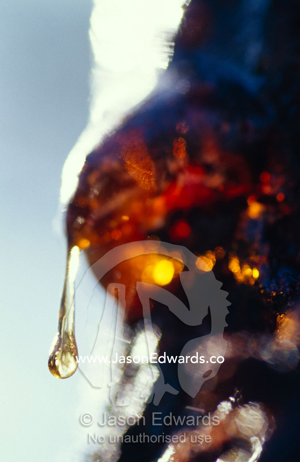 Sunlight sparkles through a sap drop of the Black Wattle tree. Melbourne Sanctuary Project, Latrobe University, Victoria, Australia.