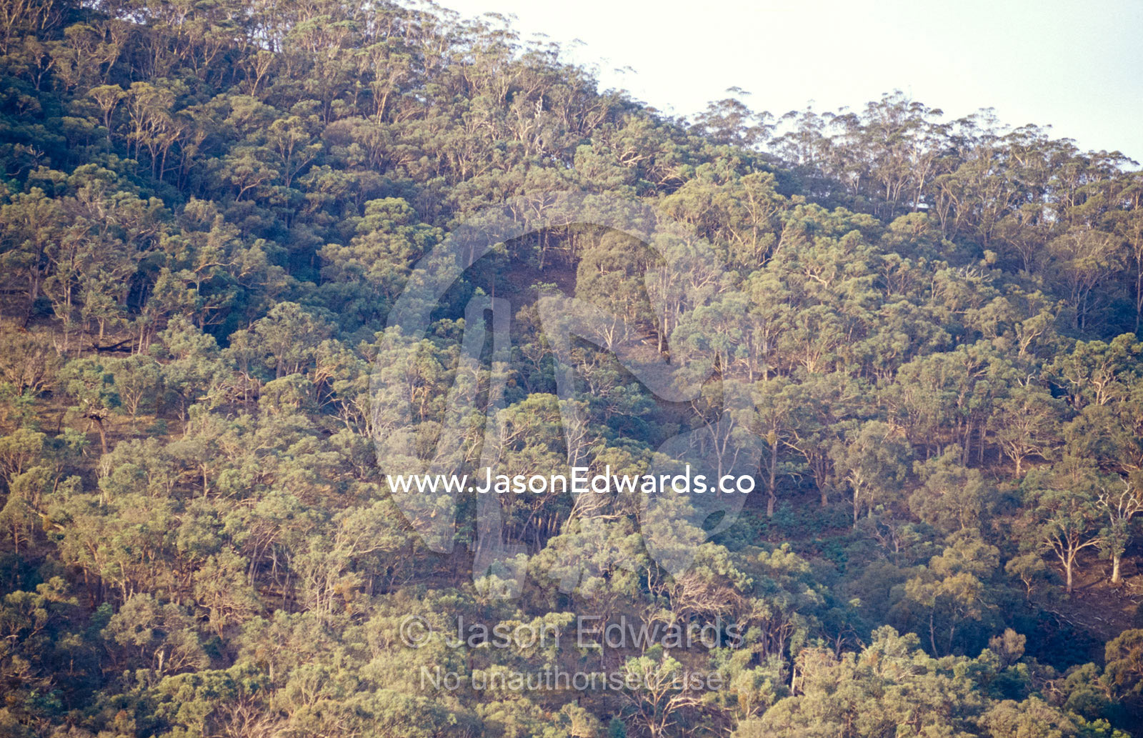 A stand of Eucalypt trees forest a hillside at sunset. Flowerdale, Victoria, Australia.