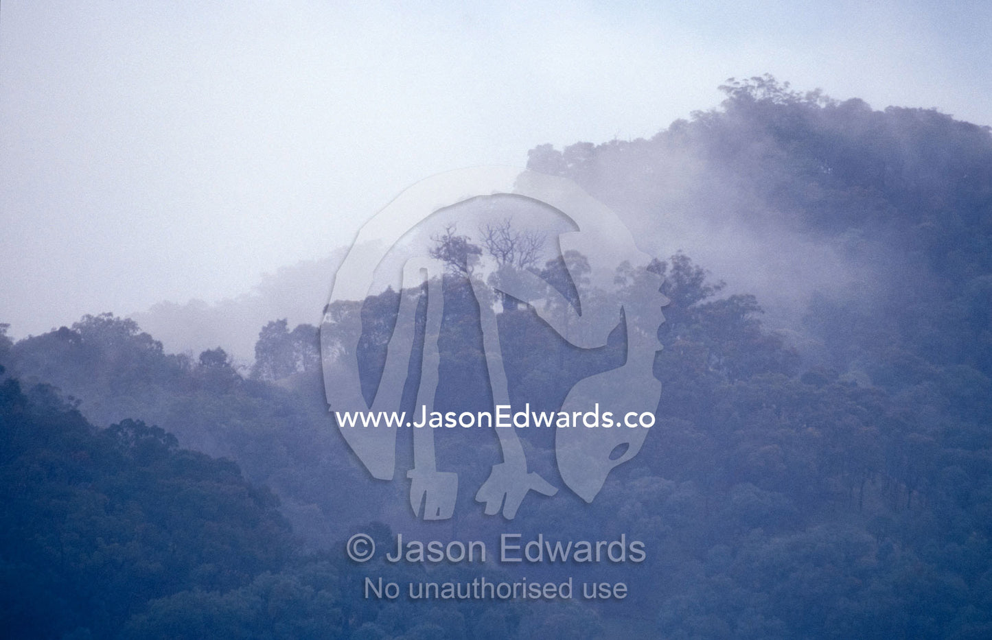 An Alpine Ash forest clouded in mist on an icy winters morning. Near Timbertop, Victoria, Australia.