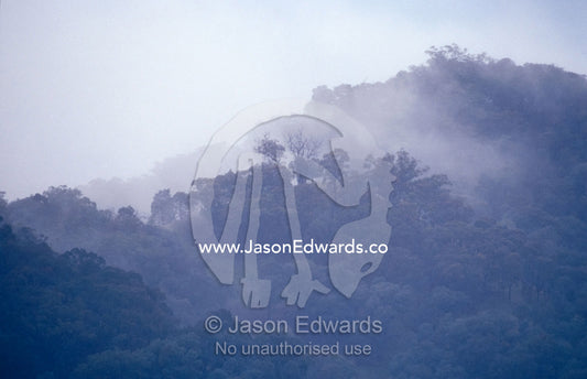 An Alpine Ash forest clouded in mist on an icy winters morning. Near Timbertop, Victoria, Australia.