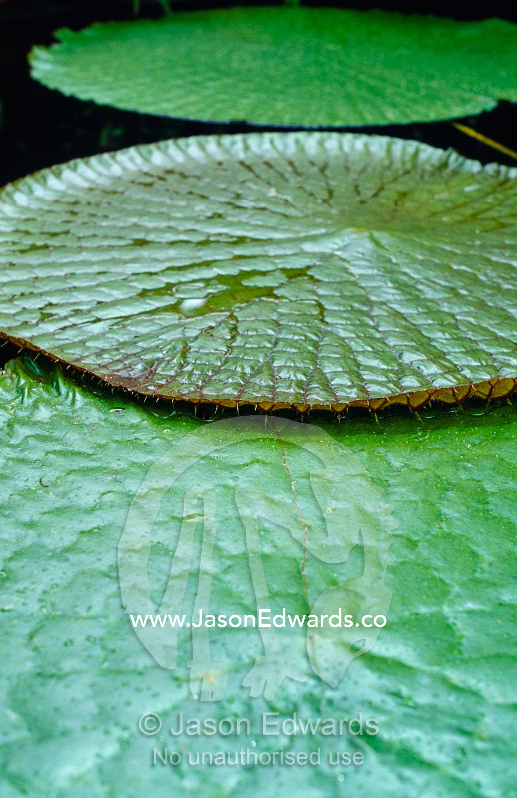 The massive Santa Cruz Waterlily leaves with protective spikes. Royal Botanical Gardens Melbourne, Australia.