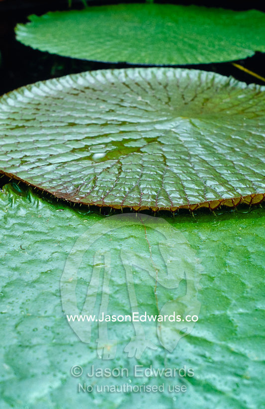 The massive Santa Cruz Waterlily leaves with protective spikes. Royal Botanical Gardens Melbourne, Australia.