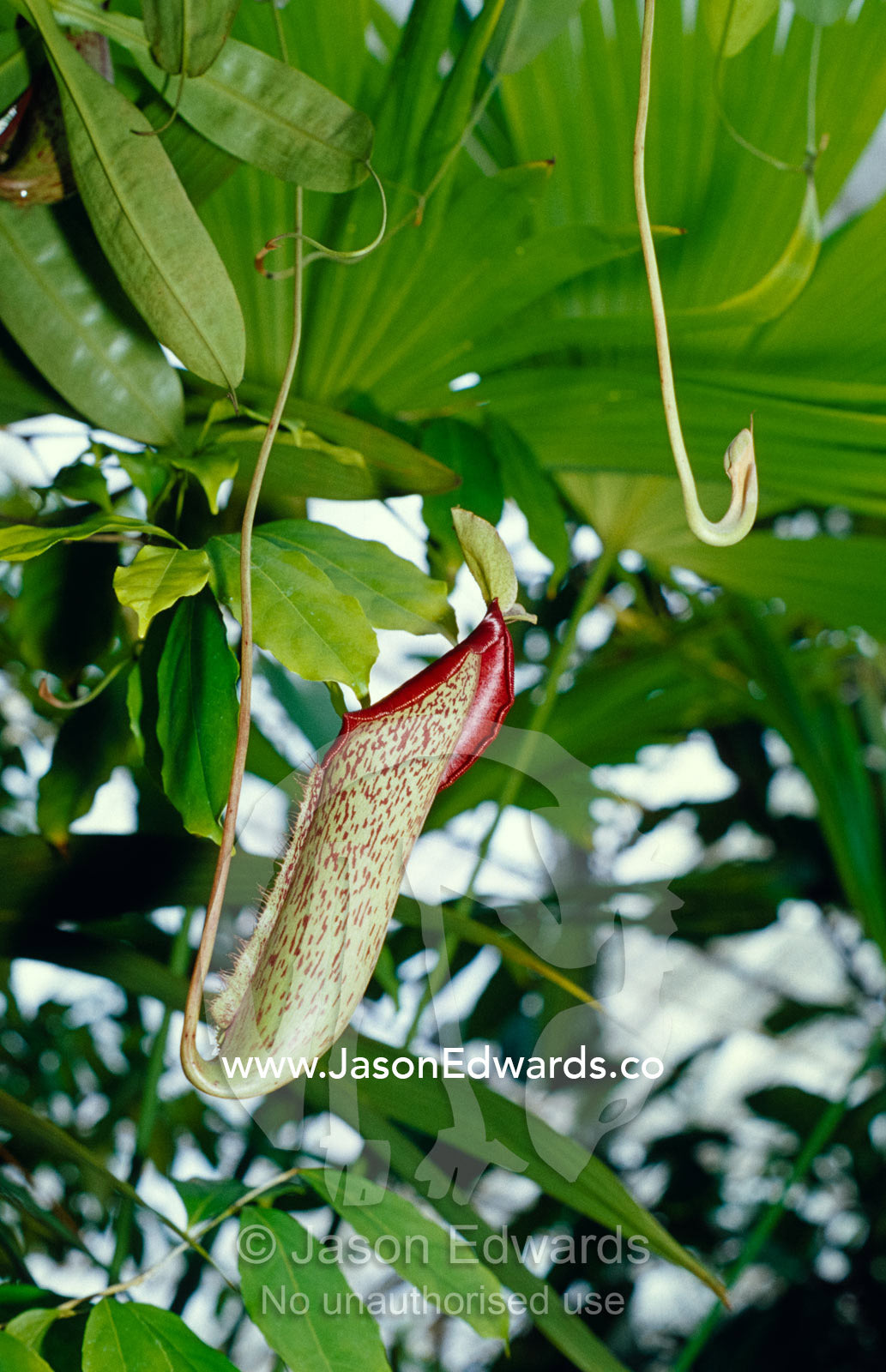 The carnivorous Pitcher plant, Nepenthes descends from the canopy. Royal Botanical Gardens Melbourne, Australia.