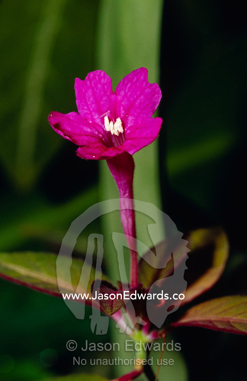 The vibrant pink of the Espiscia Lilacina flower. Royal Botanical Gardens Melbourne, Australia.