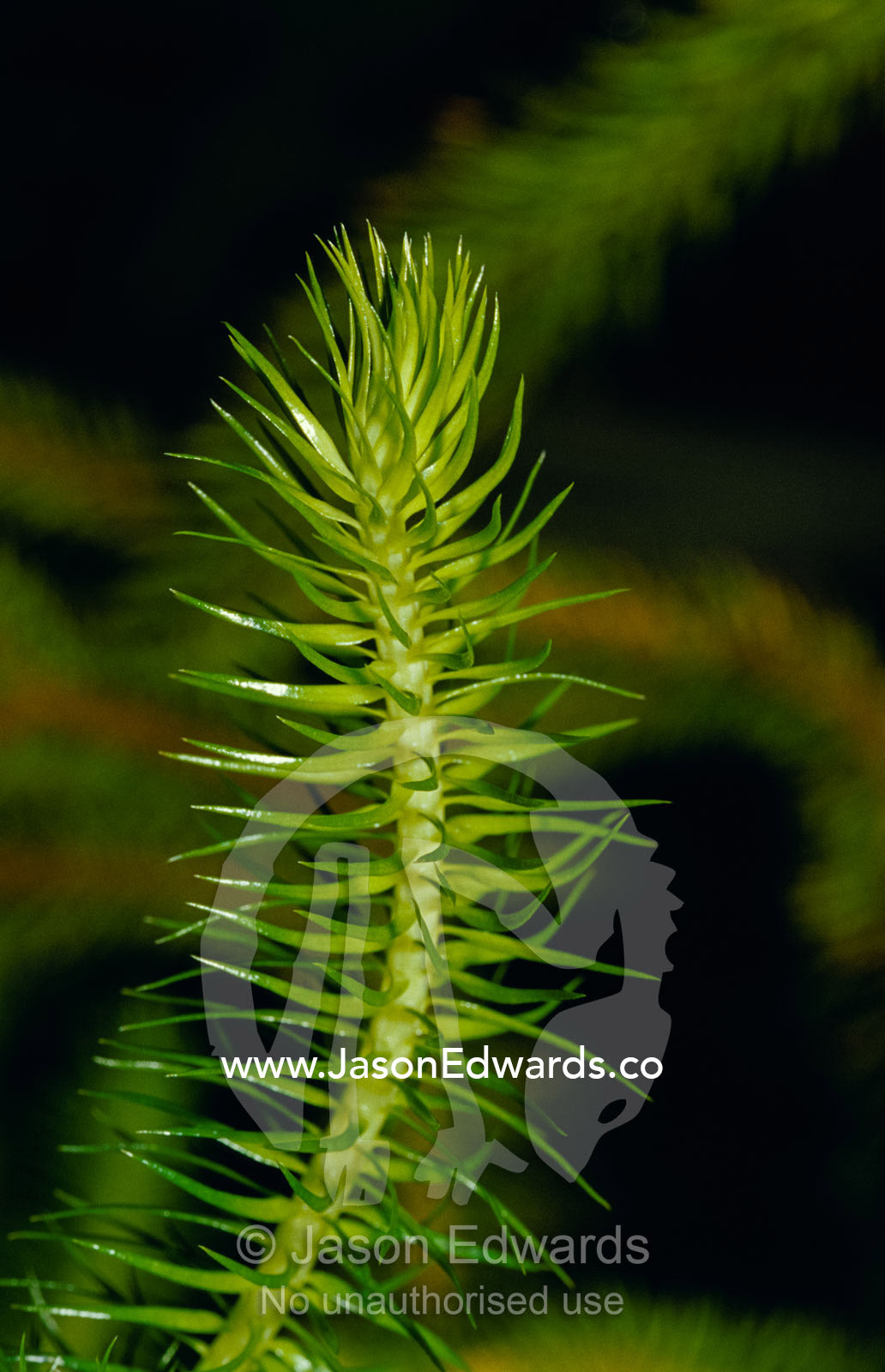Ancient plant Lycopodium Squarrosum, a major source of European coal. Royal Botanical Gardens Melbourne, Australia.
