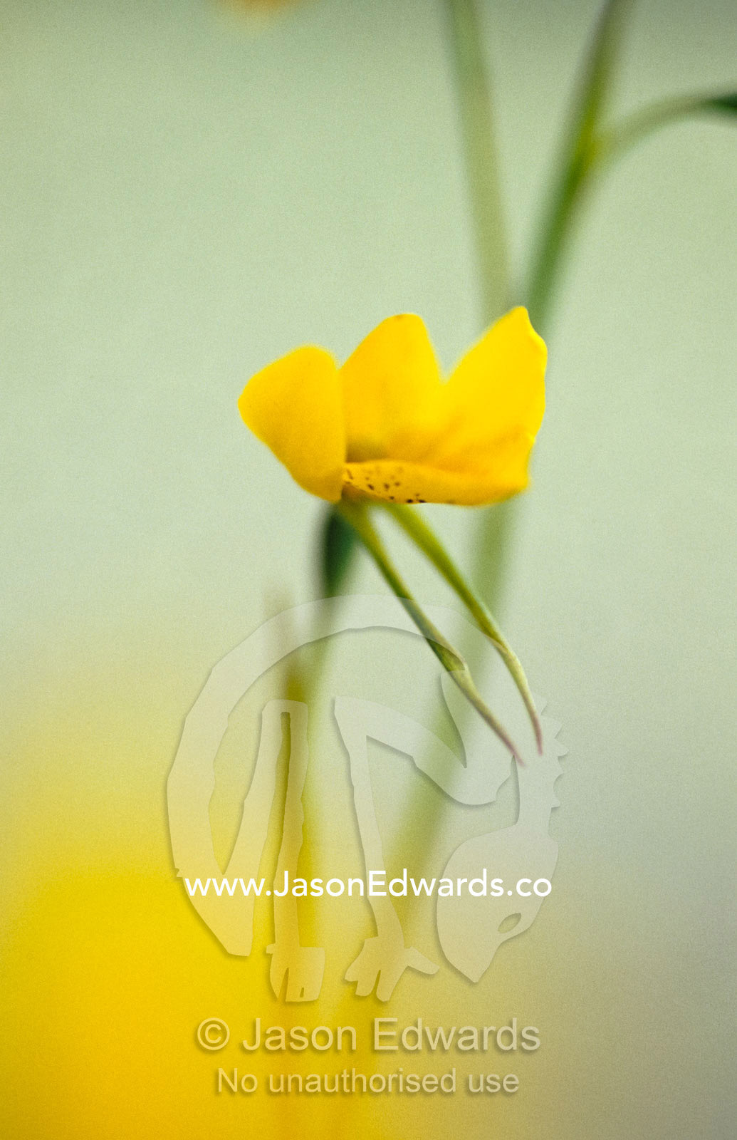 The delicate and Vulnerable Diuris Behrii, Golden Cowslips Orchid. Melbourne Zoo, Victoria, Australia.