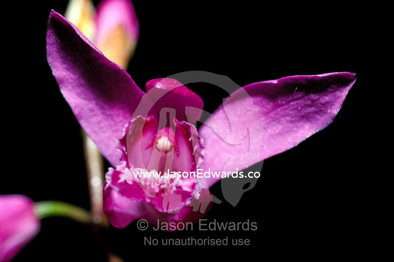 The bright pink petals of the Bletilla Striata Orchid. Melbourne Zoo, Victoria, Australia.