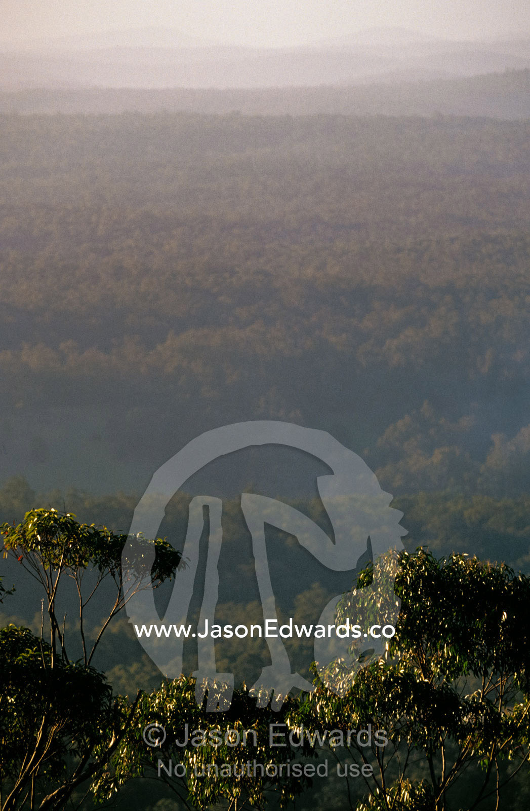 The canopy of a vast Eucalypt forest at sunset on a summers day. Alfred National Park, Victoria, Australia.