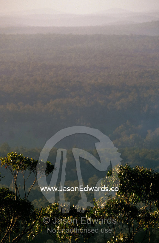 The canopy of a vast Eucalypt forest at sunset on a summers day. Alfred National Park, Victoria, Australia.