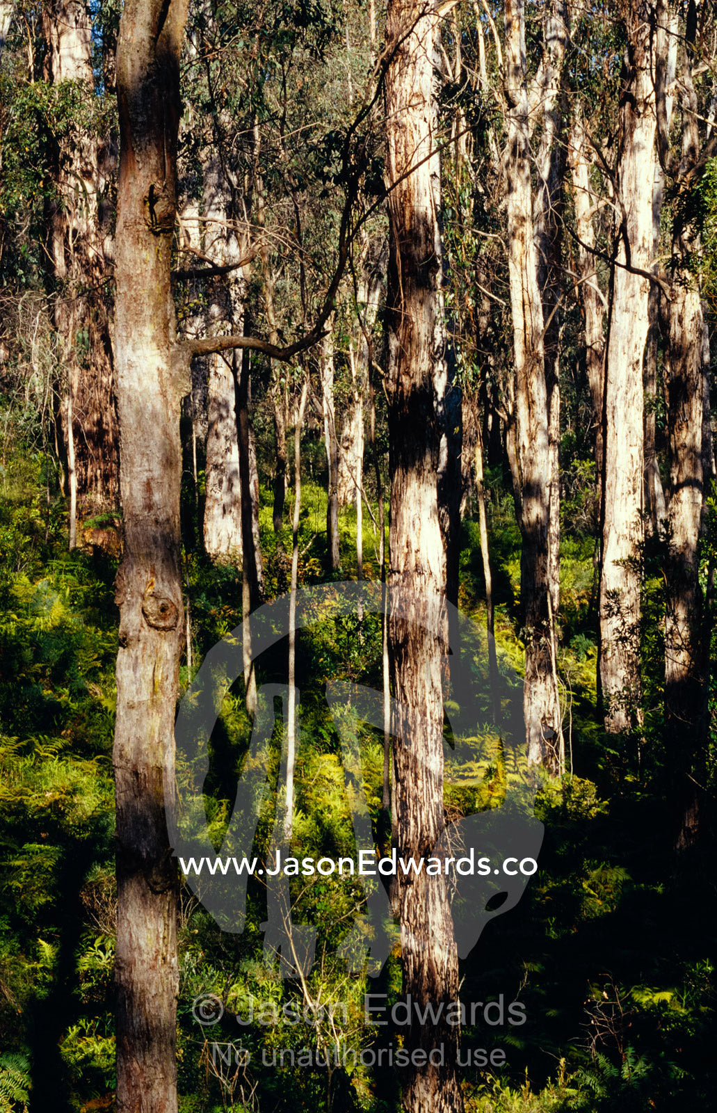 A Eucalypt tree and Fern forest in dappled sunlight. near Bemm River, Victoria, Australia.